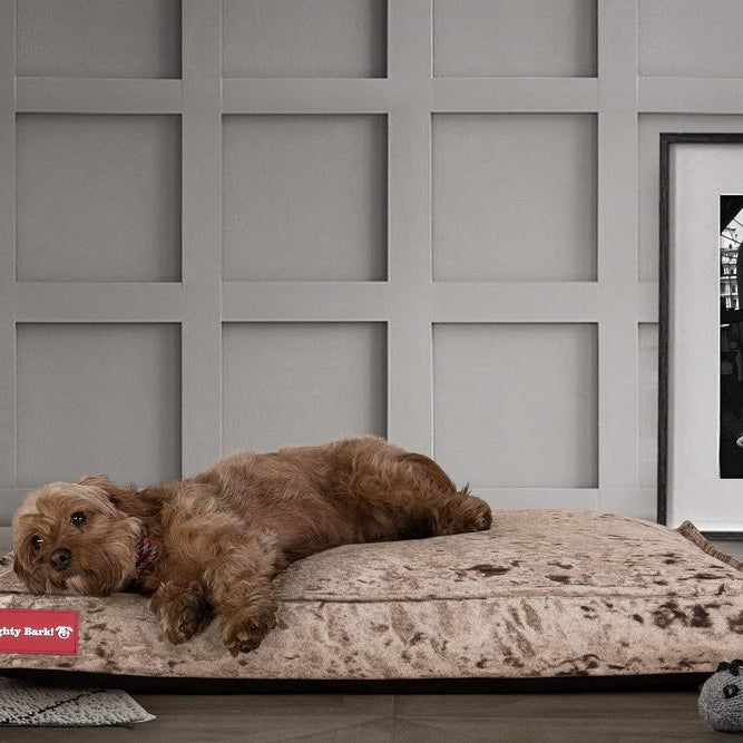 "Die Matratze Von Mighty-Bark" - Orthopädische Hundekissen, Hundebett, Klein - XXL - Glanz Trüffel